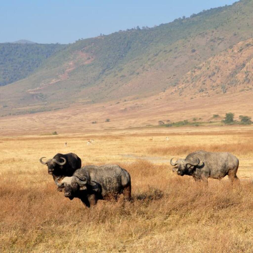 Safari in Tansania